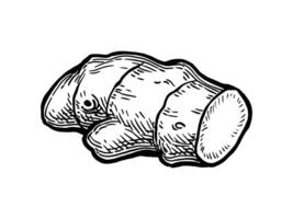 Fresh ginger root. Hand drawn ink sketch isolated on white background. Vintage style. vector