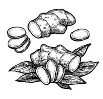 Fresh ginger root with slices and leaves. Hand drawn ink sketch isolated on white background. Vintage style. vector