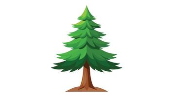 pine tree illustration isolated on white background vector