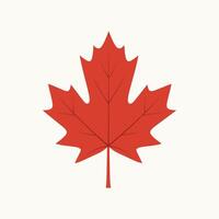 Illustration of a red maple leaf on a white background vector
