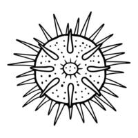 Hand Drawn Sea Urchin Illustration with Spiky Shell Outline vector