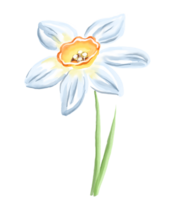 Narcissus flower. Watercolor illustration png