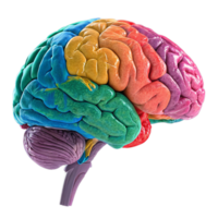 Illuminated brain a 3d render png