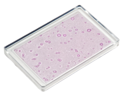 Textured gel sheet with bubbles in clear casing on a transparent background png