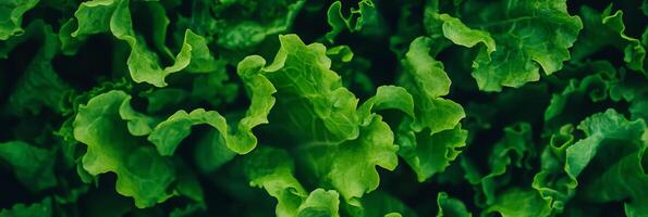 Fresh vegetables showcasing vibrant colors and crisp textures for a healthy lifestyle backdrop photo