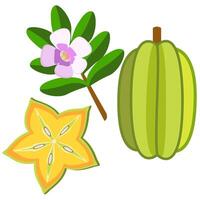 Star fruit whole and sliced with branch vector