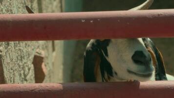 A goat is looking through a fence video