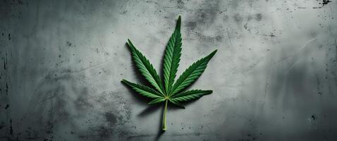 A leaf of marijuana is on a grunge grey background. photo