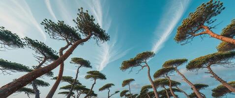 A group of tall pine trees with clouds in the sky photo
