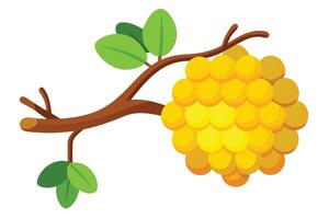 Durian Fruit Branch with Green Leaves and Yellow Fruit on Transparent Background vector
