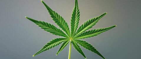 Marijuana leaf with visible texture close up photo