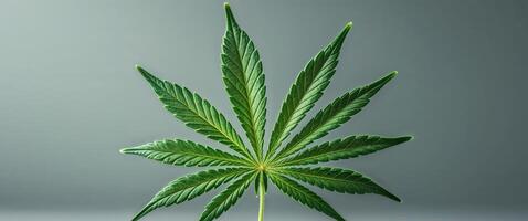 Marijuana leaf with visible texture close up. photo