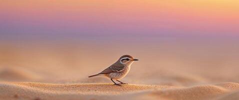 A small bird standing on top of sand in the desert photo
