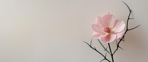 Pink petals bloom beautifully while sharp thorns create a striking contrast photo