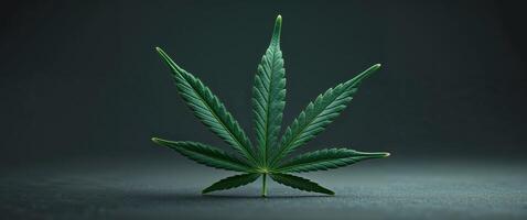 Cannabis leaf resting on dark background representing medical marijuana photo
