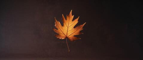 Backlit autumn leaf showing its veins on dark background. photo