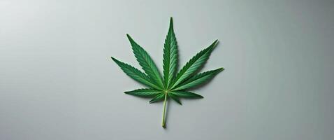 Cannabis leaf image Theme Hemp and marijuana photo