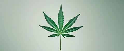 Cannabis leaf on light green background top view with copy space photo