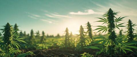 Marijuana plants in a field with the sun in the background photo