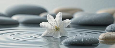A white flower is floating in water with stones photo