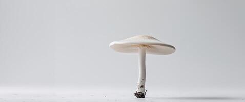 White Mushroom with Delicate Gills and Smooth Stem on White Backdrop photo