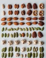 Assorted seeds and nuts arranged in colorful rows photo