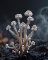 Lions Mane Mushroom Tendrils in a Dark Void Macro Mushroom Background. photo