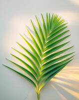 A Beautiful Tropical Green Palm Leaf Captured in a Serene Natural Setting. photo