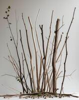 A group of branches and twigs are arranged on a table photo
