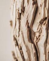 Close up of a tree trunk with wood texture photo