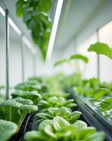 A row of plants growing in a hydroponic system photo