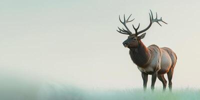A large elk standing in a field photo