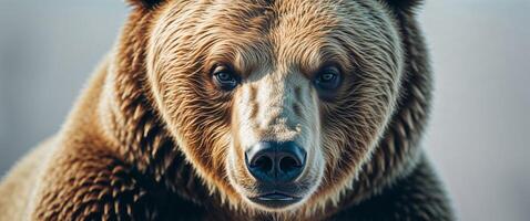 A close up image showing the face of a bear photo