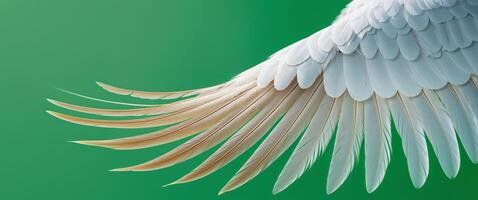 A close up of a bird's wing with a green background. photo