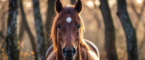 A horse standing in the woods with trees in the background photo