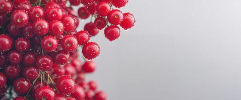A bunch of red berries are on a white background photo