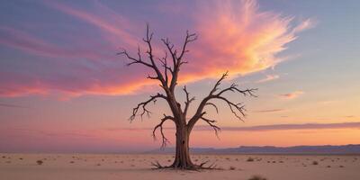 A dead tree standing alone in a vast desert under a colorful sunset sky photo