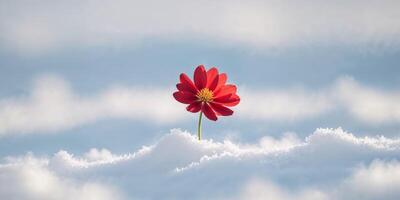 A red flower is standing in the snow photo