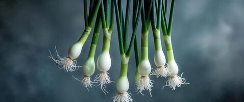 A bunch of white onions hanging from a string photo