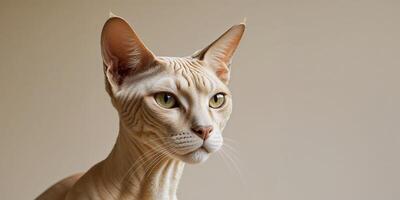 Sphinx Cat A cat with the head of a human its enigmatic gaze and. photo
