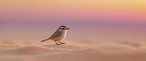 A small bird standing on top of a sand dune photo