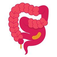 Colorful Colon Cartoon with Appendix on White Background vector