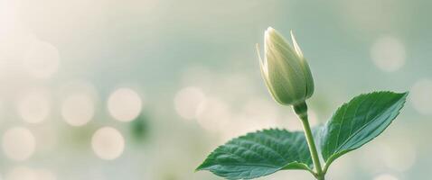 A tight shot of a flower bud with a distinct green leaf in the foreground and an indistinct background blurred behind photo