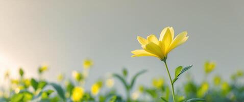 Yellow flower blooming in a garden with petals swaying in the wind. photo