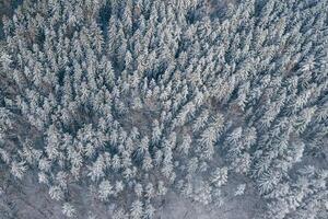 Many, of the, trees covered in snow. Top aerial view of forest in the Carpathian mountains. Majestic background photo
