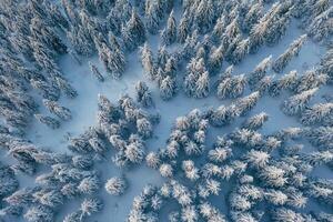 Top aerial view of trees covered in snow in the Carpathian mountains. Majestic background photo