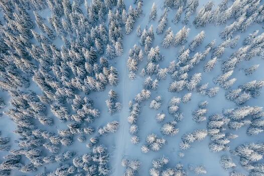 muchos ,,de el arboles cubierto en nieve. parte superior aéreo ver de bosque en el cárpato montañas. majestuoso antecedentes foto