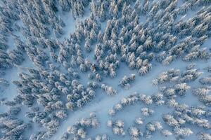 Many of the trees covered in snow.. Top ,aerial view of forest in the Carpathian mountains. Majestic background photo