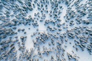 Top aerial view of trees covered, in snow in the Carpathian mountains. Majestic background photo