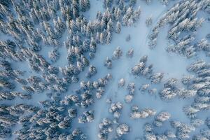 Many of the trees covered in ,snow. Top aerial view of forest in the Carpathian mountains. Majestic background photo